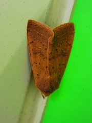 Orthosia fausta