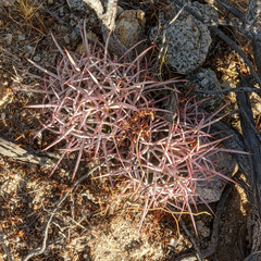 Homalocephala polycephala