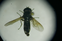 Cheilosia lenis