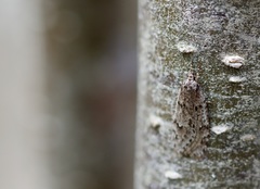 Semioscopis