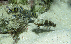 Cryptocentrus nigrocellatus