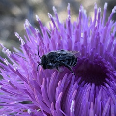 Megachiloides