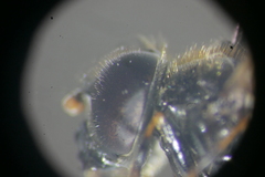 Cheilosia lenis