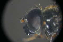 Cheilosia lenis