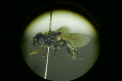 Cheilosia vernalis