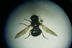 Cheilosia vernalis