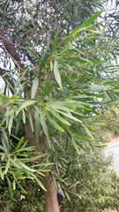 Acacia confusa