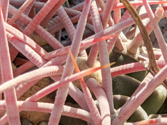 Homalocephala polycephala