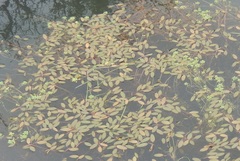 Potamogeton diversifolius