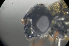 Cheilosia vernalis