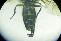 Cheilosia velutina