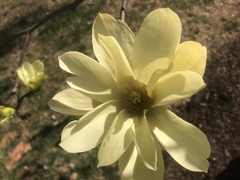 Magnolia