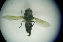Cheilosia velutina