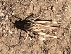 Oedaleus abruptus