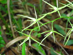 Prosthechea rhynchophora