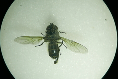 Cheilosia proxima