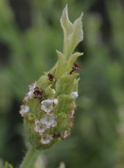 Lavandula viridis