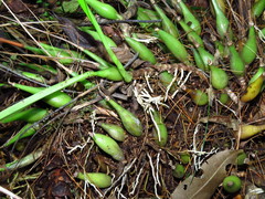 Prosthechea rhynchophora