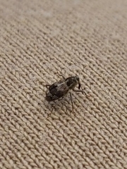Acoptus suturalis