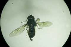 Cheilosia proxima