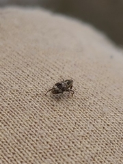 Acoptus suturalis