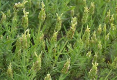 Lavandula viridis