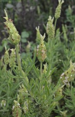 Lavandula viridis