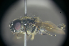 Cheilosia proxima