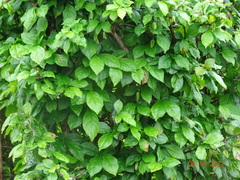 Diospyros rhombifolia