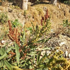Rumex mexicanus