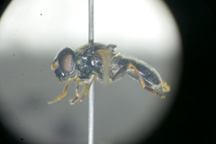 Cheilosia fraterna
