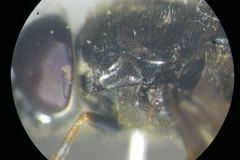 Cheilosia soror