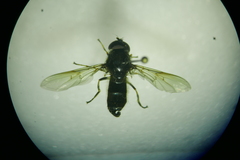Cheilosia soror