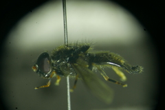 Cheilosia soror