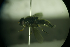 Cheilosia soror