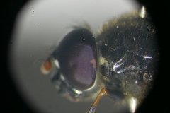 Cheilosia soror