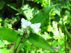 Tradescantieae
