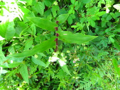 Tradescantieae