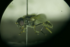 Cheilosia barbata