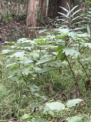 Solanum chrysotrichum