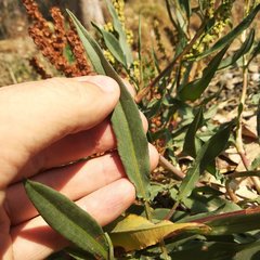 Rumex mexicanus