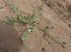 Plagiobothrys collinus californicus