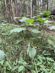 Solanum chrysotrichum