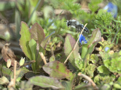 Andrena cineraria