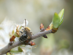 Andrena
