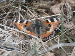Aglais urticae