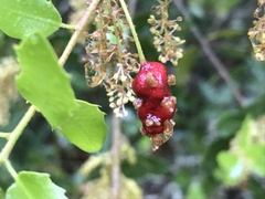 Plagiotrochus quercusilicis