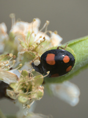 Harmonia axyridis