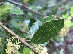 Plagiotrochus quercusilicis