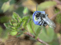 Andrena cineraria